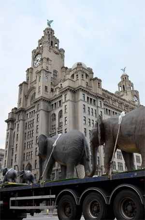 if_theyre_gone_elephant_campaign_liverpool