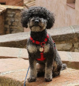 harvey_missing_poodle_rainhill