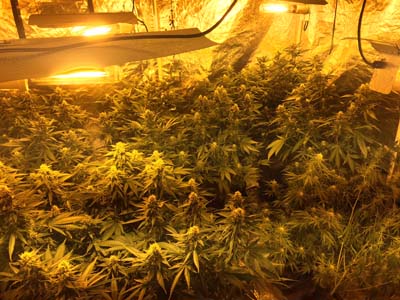 cannabis_farm_knowsley